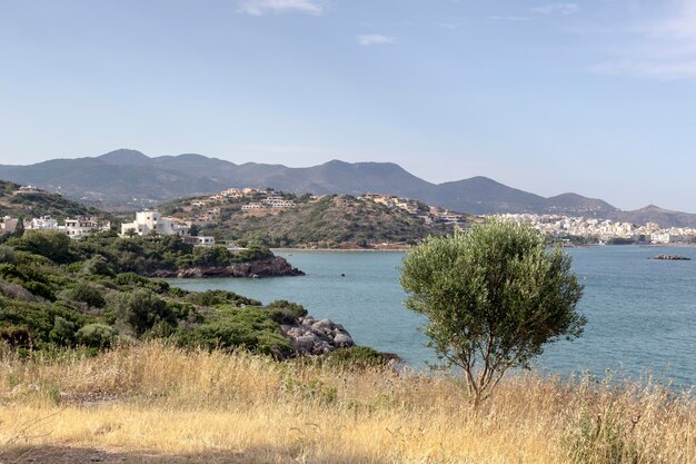 De olijfboom groeit over de afgrond tegen de achtergrond van de bergen, de zee en de stad in de verte Kreta Eiland Griekenland