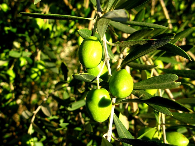 De olijfboom in Marokko