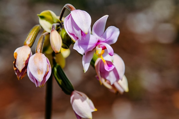 De ongerepte natuur van Nieuw-Caledonië met zijn prachtige bloemen en vegetatie