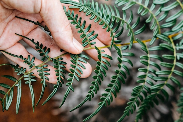 Foto de ongerepte natuur van nieuw-caledonië met zijn prachtige bloemen en vegetatie