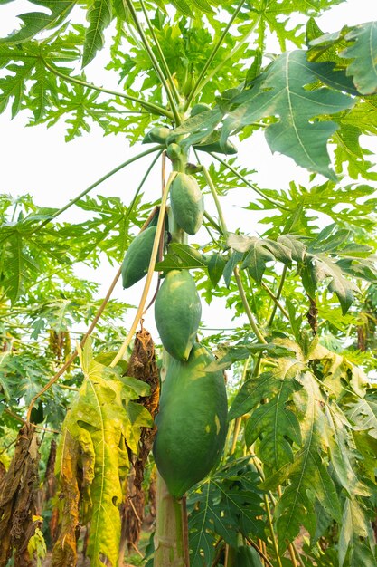 De onrijpe papaya vrucht heeft een groene kleur aan de boom.