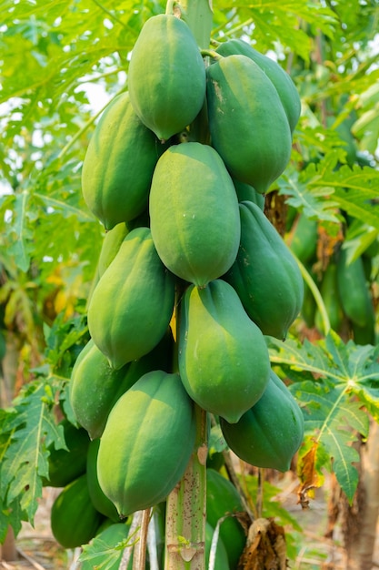 De onrijpe papaya vrucht heeft een groene kleur aan de boom.