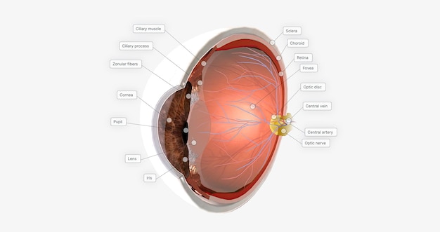 Foto de oog sagittale dwarsdoorsnede