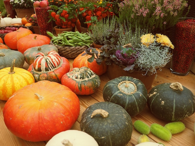 De oogst, herfst pompoen verschillende levensstijl.