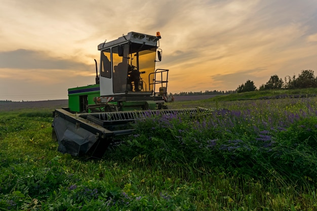 De oogstmachine maait het veld luzerne tegen de achtergrond van de avondlucht