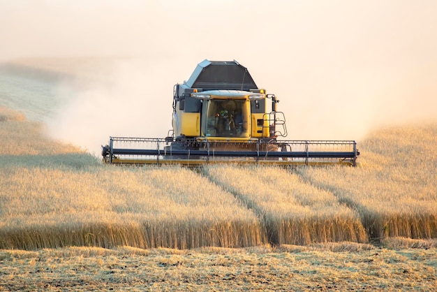 De oogstmachine oogst tarwe in het veld, graanvoorbereiding agronomie en landbouw