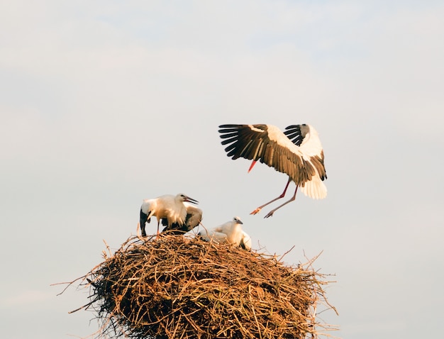 De ooievaar vliegt naar zijn nest met zittende kuikentjes