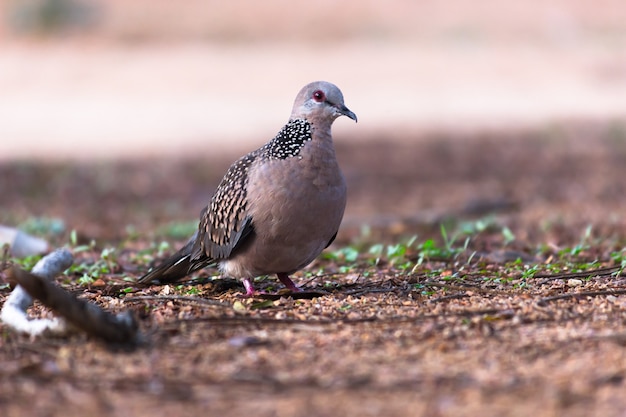 De oosterse tortelduif of rode tortelduif is een lid van de vogelfamilie columbidae