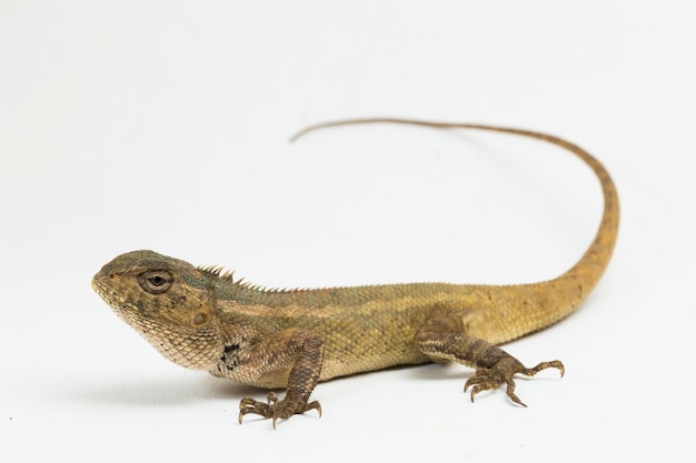 De oosterse tuinhagedis Calotes versicolor geïsoleerd op witte achtergrond