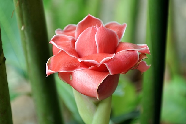 De opvallende roze bloemen