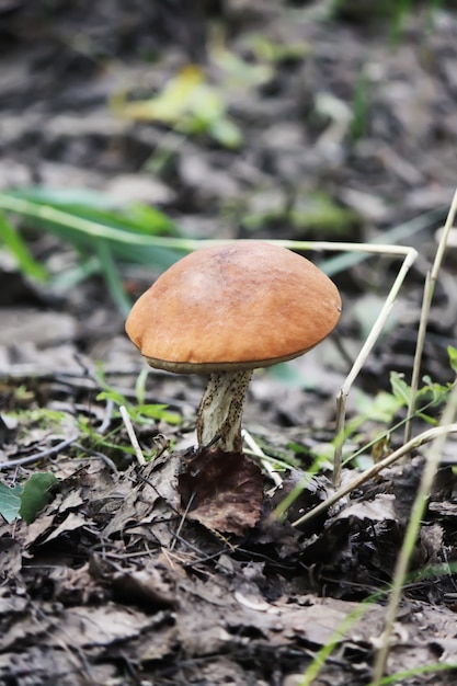 De oranje-cup berkenpaddestoel groeit in wild bos.