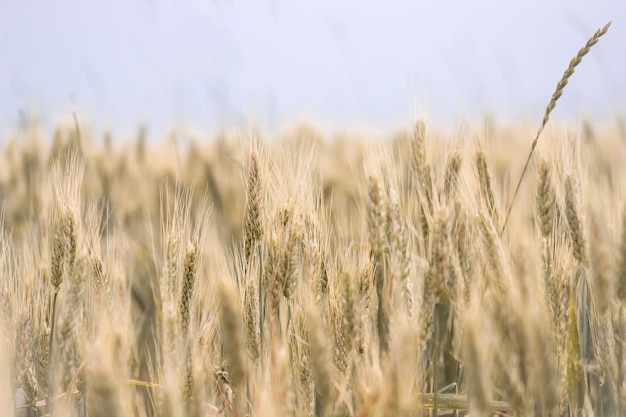De oren van tarwe in het veld. Het begrip landbouw. graangewas