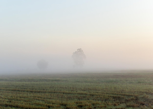 De organische rijstvelden waren in de vroege ochtend voor zonsopgang gehuld in dikke mist, vooraanzicht voor de kopieerruimte.