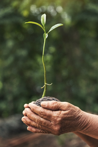 De oude handen planten de zaailingen