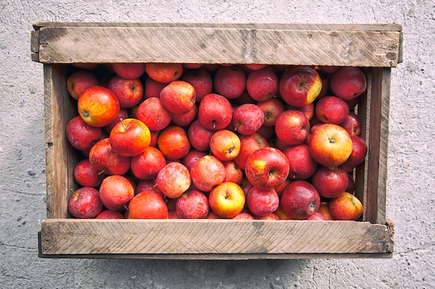 De oude houten kist met veel rode sappige appels erin