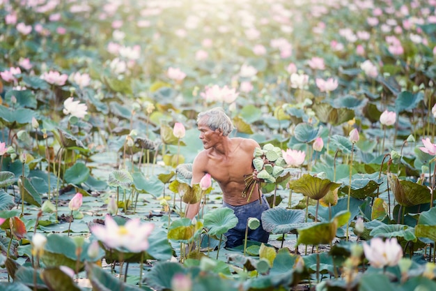 De oude mensen Thaise landbouwer kweekt lotusbloem in het seizoen.