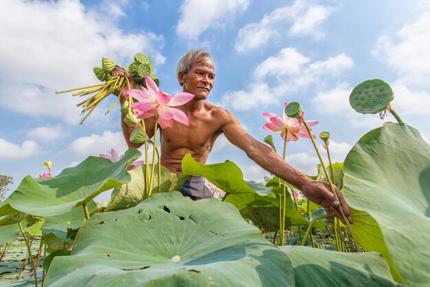 De oude mensen Thaise landbouwer kweekt lotusbloem in het seizoen.