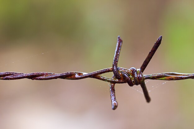 De oude roestige prikkeldraadomheining en het spinneweb waren nat met regen.