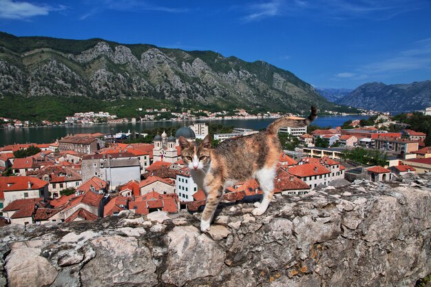 De oude stad kotor aan de adriatische kust, montenegro