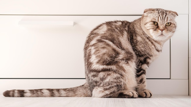 De overstuur kat Scottish Fold was beledigd dat ze op de grond zit met een peinzende droevige blik