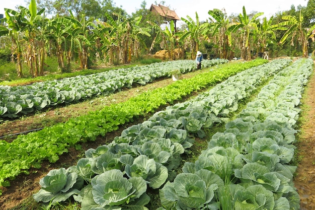 Foto de overvloedige biologische groenteboerderij en er is een tuinman werkzaam in de boerderij