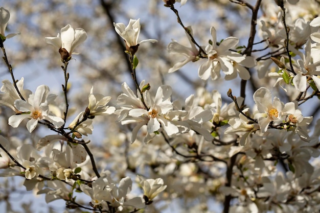 De overvloedige bloei van magnolia cobus magnolia kobus dc natuurlijke lente achtergrond van vele witte