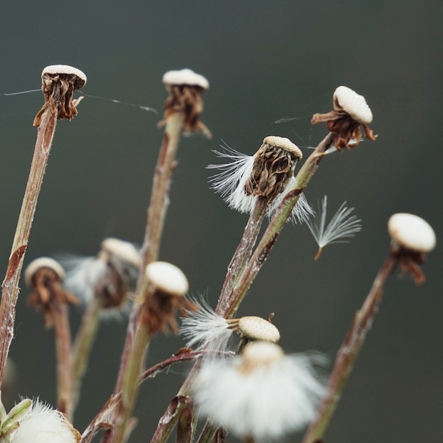 de paardenbloem