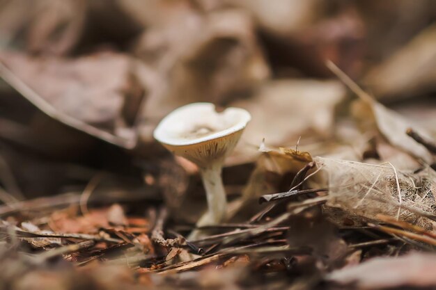 De paddenstoel groeit in het herfstbos
