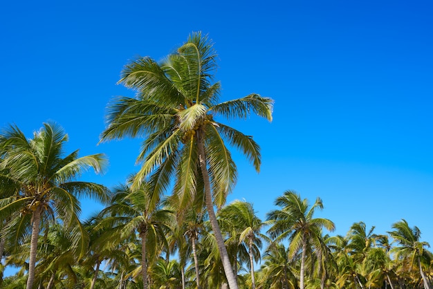 De palmbomenwol van Tulum op Mayan Riviera-strand