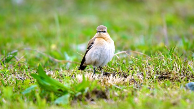 De papegaai zittend op een gras