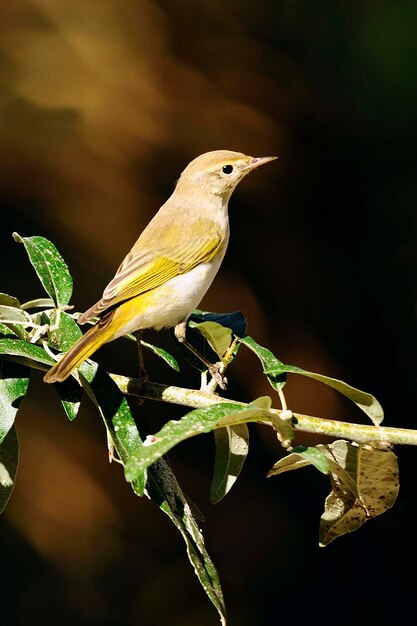 De papialbo-mug is een zangvogel uit de familie phylloscopidae