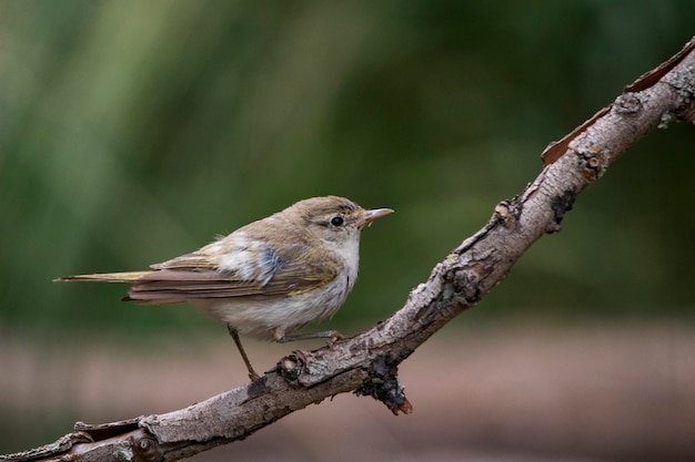 De papialbo-mug is een zangvogel uit de familie phylloscopidae