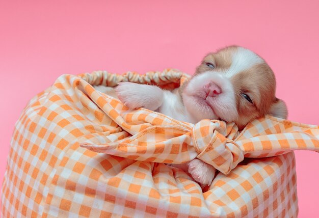 De pasgeboren slaap van het chihuahuapuppy in zak