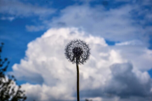 Foto de perfecte paardenbloem.