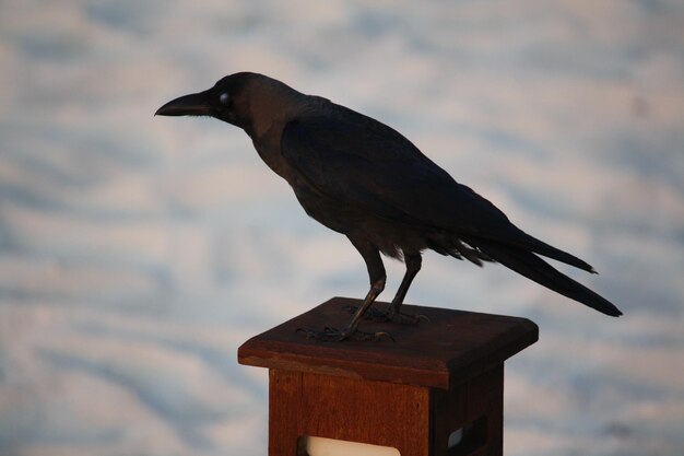 Foto de perfecte vorm van een zwarte vogel.