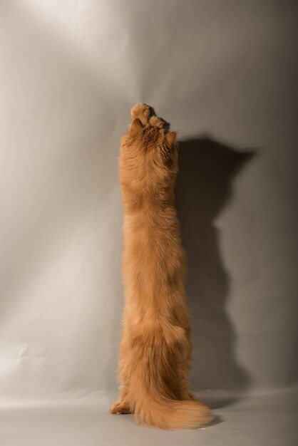 Foto de perzische exotische kat staat op een grijze achtergrond. de kat speelt. hij staat op zijn achterpoten.