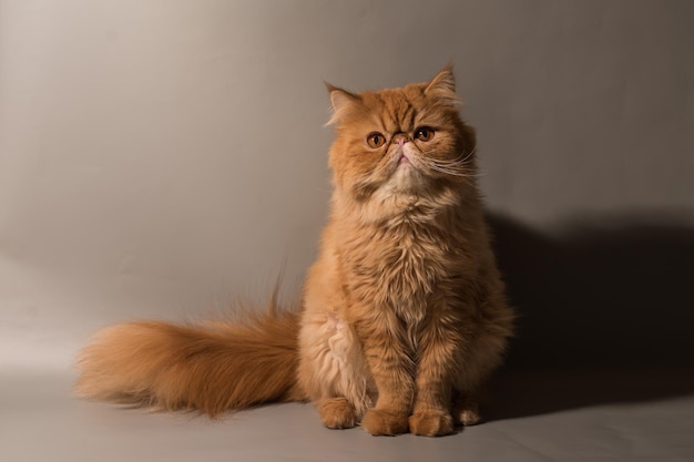 Foto de perzische exotische langharige kat staat op een grijze achtergrond