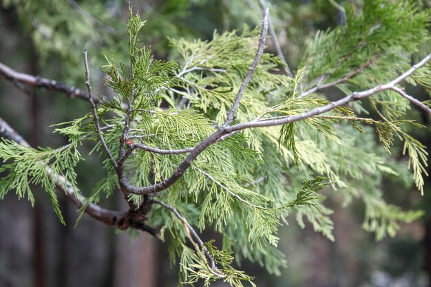 De pijnboom verlaat boom in aard voor textuur