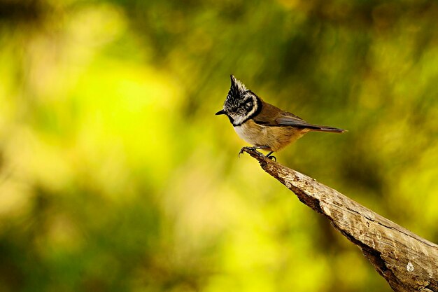 De pimpelmees is een zangvogel uit de familie van de paridae