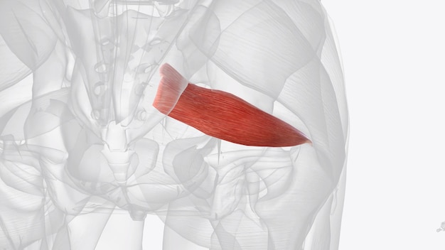 De piriforme spier is een platte piramidale spier in het gluteale gebied van de onderste ledematen