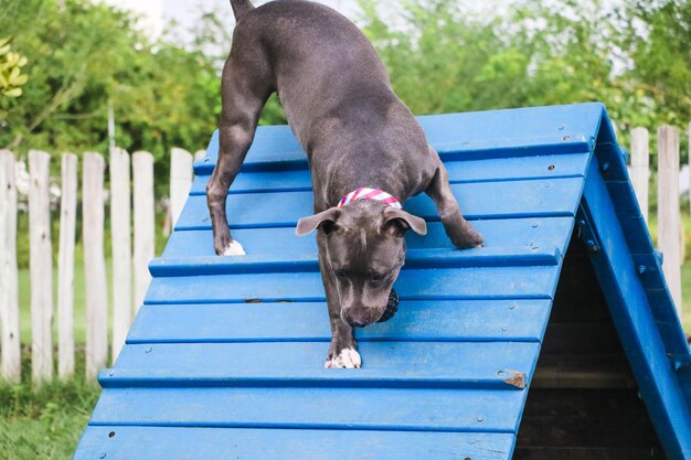 De pitbull-hond klimt de helling op terwijl hij behendigheid beoefent en speelt in het hondenpark. Hondenruimte met speelgoed van het type oprit en banden voor hem om te oefenen.