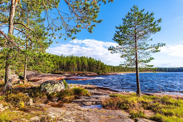 De pittoreske oever van het Onegameer Bosrotsen en strand Noordelijke natuur Reizen in Rusland