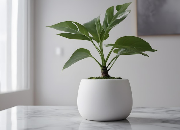 de plant groeit in een witte pot