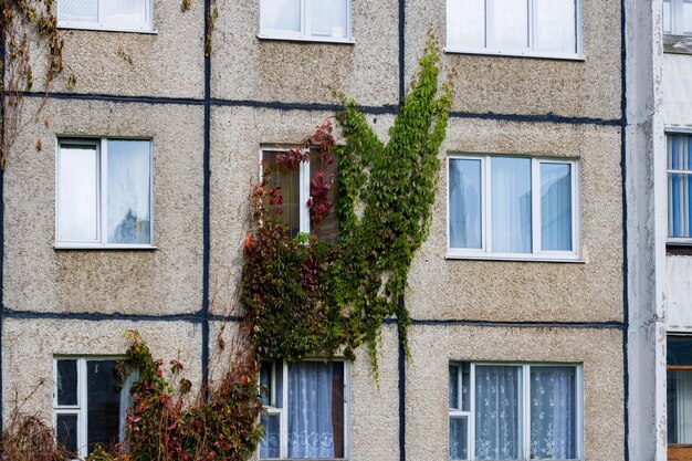 De plant groeit op de muur van een hoog huis