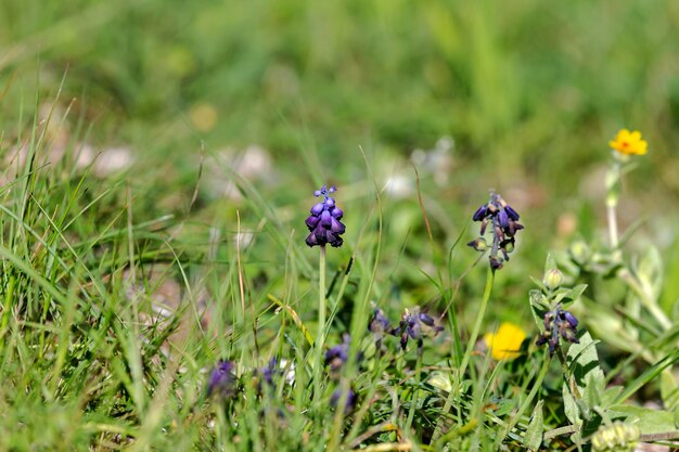De plant Muscari met violette bloemen groeit van dichtbij