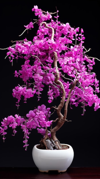 De plant Purple Majesty Blossoming Cercis Siliquastrum