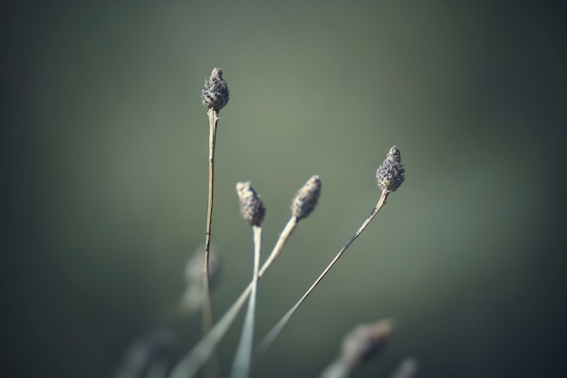 de planten in de tuin