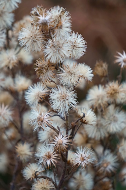 de planten in de tuin