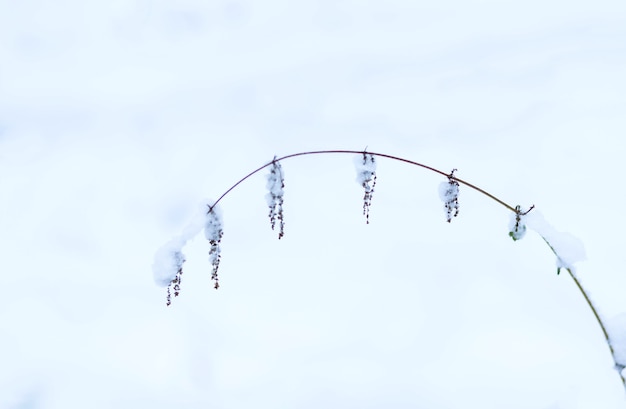 Foto de planten in het park zijn bedekt met vorst en sneeuw koude textuur van het glazuur