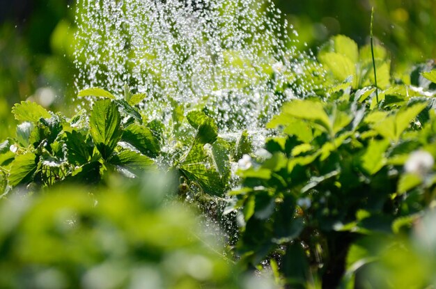 De planten water geven vanuit een gieter Bewatering landbouw en tuinieren concept